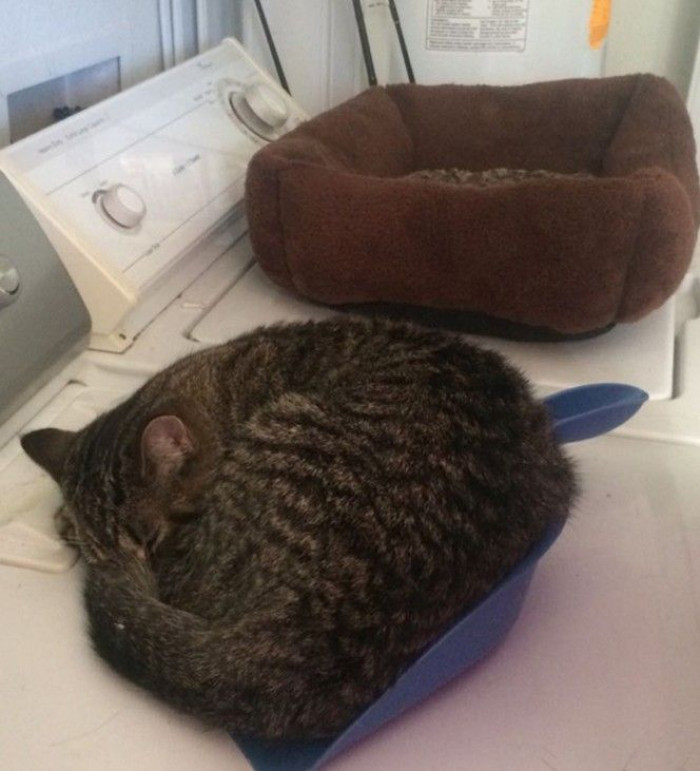 8. My name is Ash; I belong there.