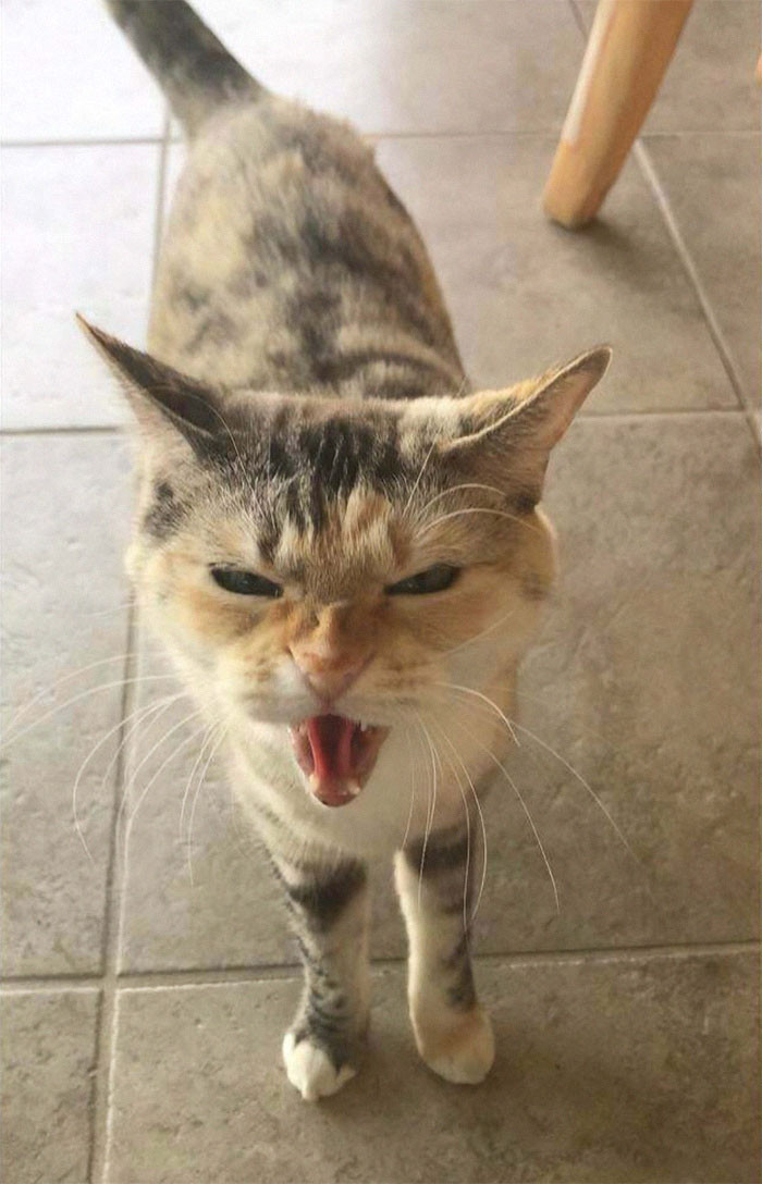 17. These Are The Only Kind Of Pictures You Can Get Of My Uncle's Cat