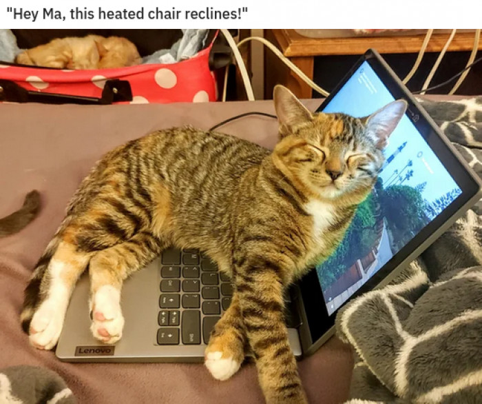 3. An even better purrspective than usual.