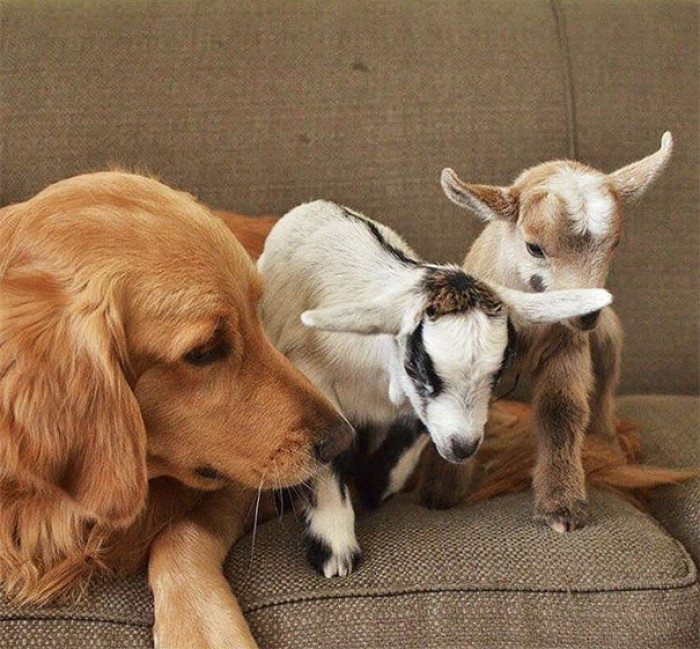 “She most definitely thinks they are her babies”