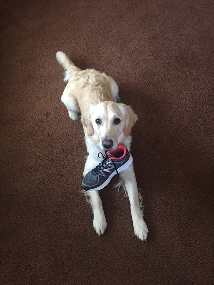 6. Wear this, and let's go for a walk