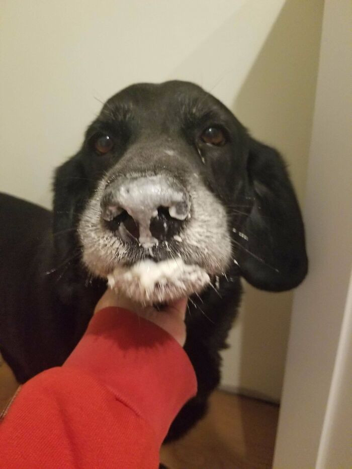 44. "I Heard A Noise In The Pantry. This Fool Was In There Eating A Bag Of Raw Flour And Is Now Shocked That His Mouth Is Full Of Dough, And He Looks Like He Just Spent The Night Out On A Cocaine Bender"