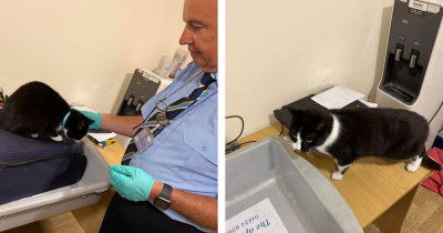 Couple Heading to NY Accidentally Packs Cat in Their Luggage, Leading to a Stop by Airport Security