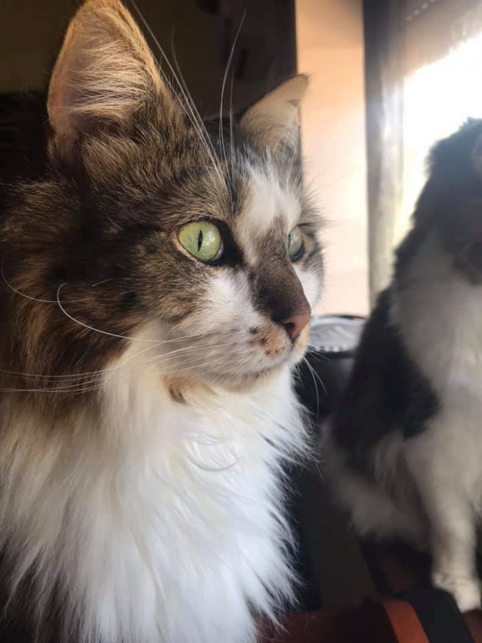 "My Milo has quite pretty eyes."