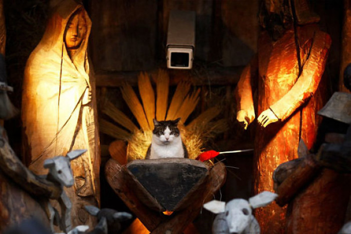 29. "A Cat Sits In The Nativity Scene Outside A Church"