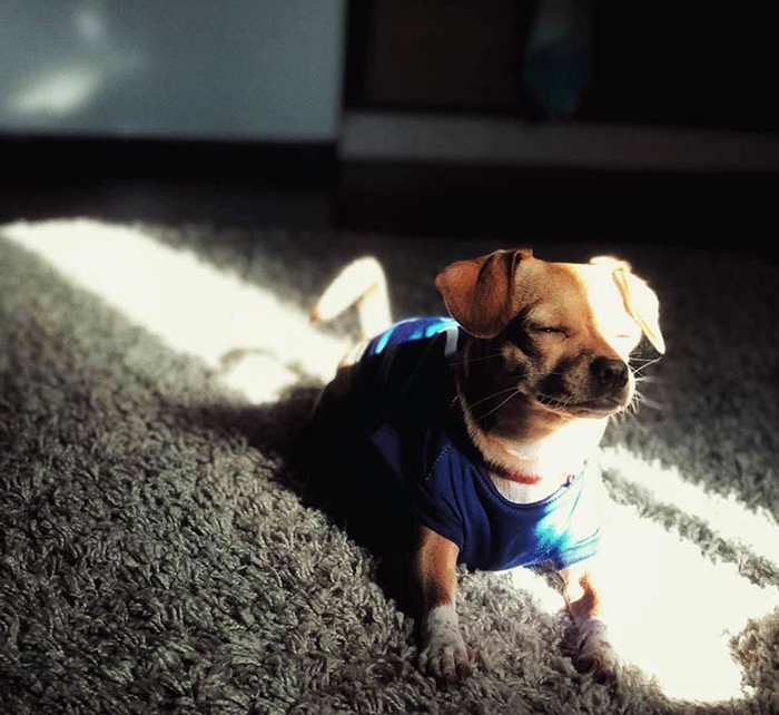 Dex finding sun spots to bask, lying in bright window light.