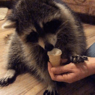 They'll give you all the affection you need.