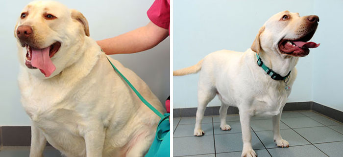 Labrador Duke was morbidly obese and weighed almost double his ideal weight, but everything changed after he joined Pet Fit Club.