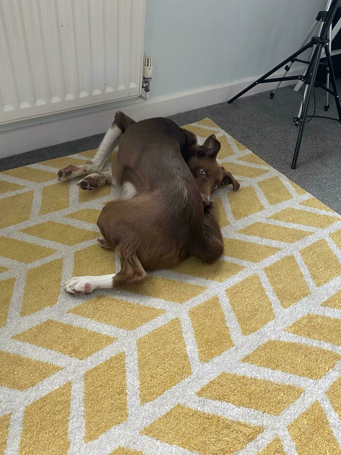 19. "Get A Border Collie They Said. Smartest Dog Breed They Said"