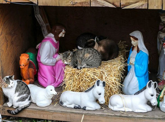 15. "A Cat-Ivity Scene"
