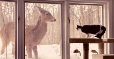 House Cat And A Wild Deer Became Friends And It’s The Most Adorable Thing Ever