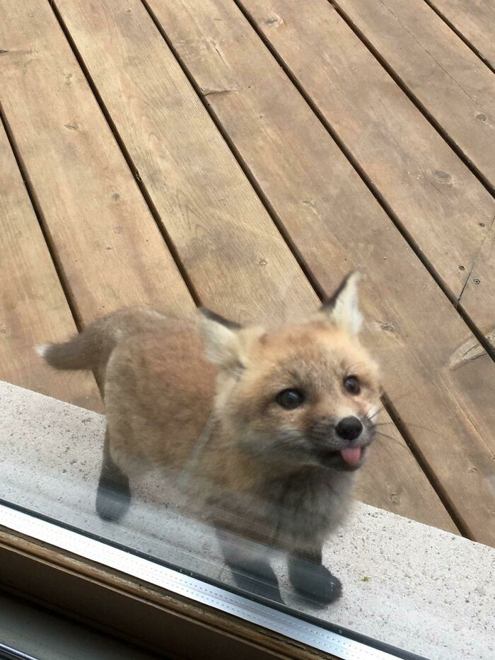 1. This Baby Fox Showed Up To My Grandma's House With It's Tongue Out!