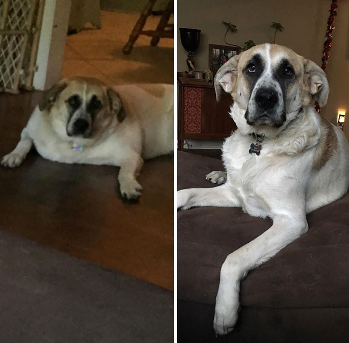 "Luna Is A 2-Year-Old Rescue We Brought Home About 6 Months Ago, And She Was An Absolute Unit. She’s Lost About Ten Pounds."