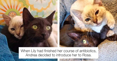 These BFF Foster Cats Are So Close That They Hold Each Other's Paws