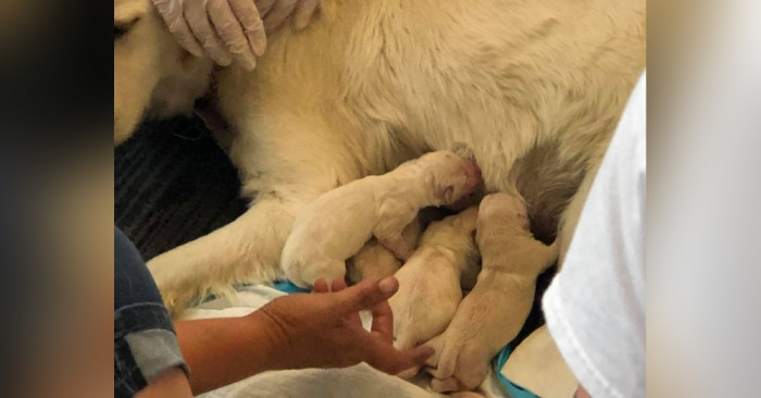 Service dog and puppies with parents, airport setting, adorable moment