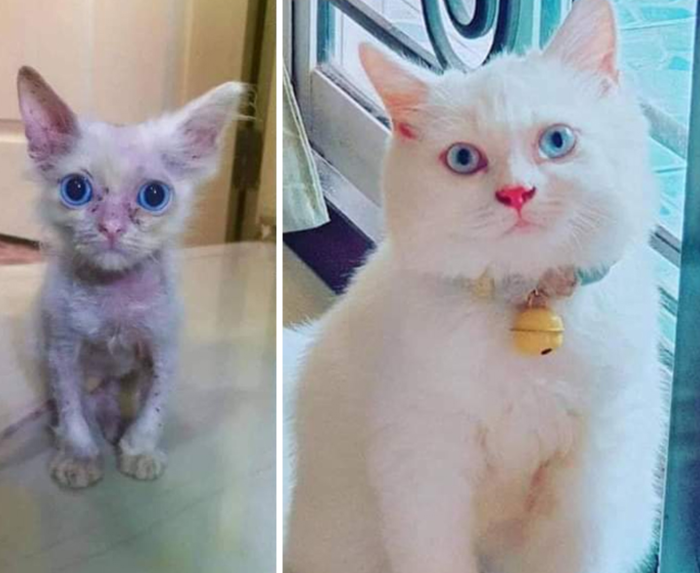 16. Started out scruffy; now we're here! A beautiful, blue-eyed cat.