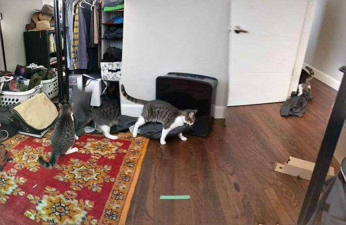 22. A panoramic picture of a cat stealing it's owner's pants! Good job Google!