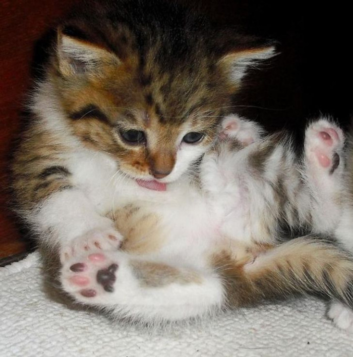 10. Bathing herself for the first time in her life—a lovely moment for this kitten.