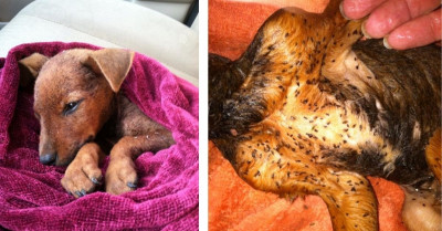 Rescue Dog Made a Full Recovery After Being Starved and Infested with Fleas