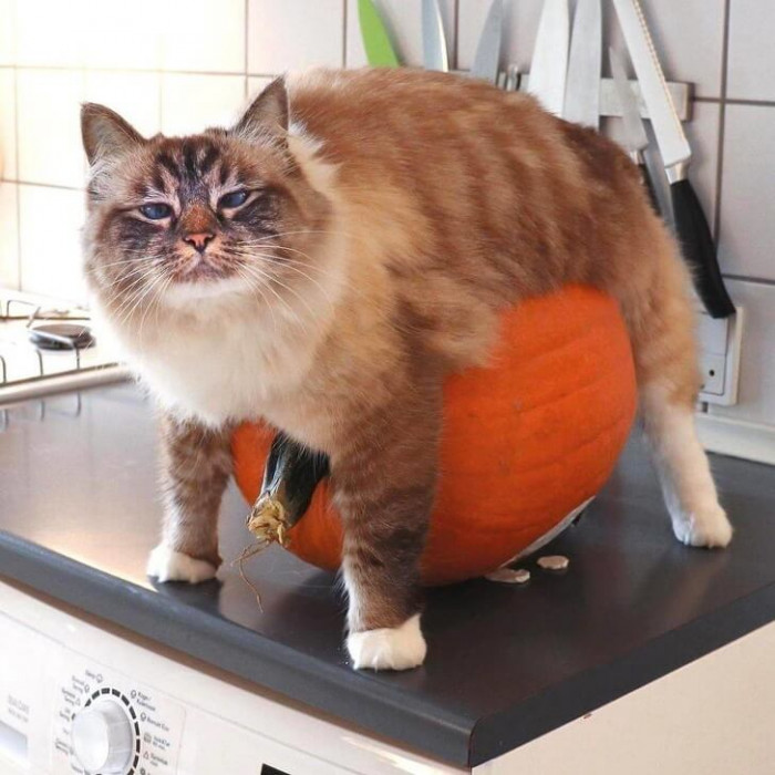 11. Purrfectly positioned.