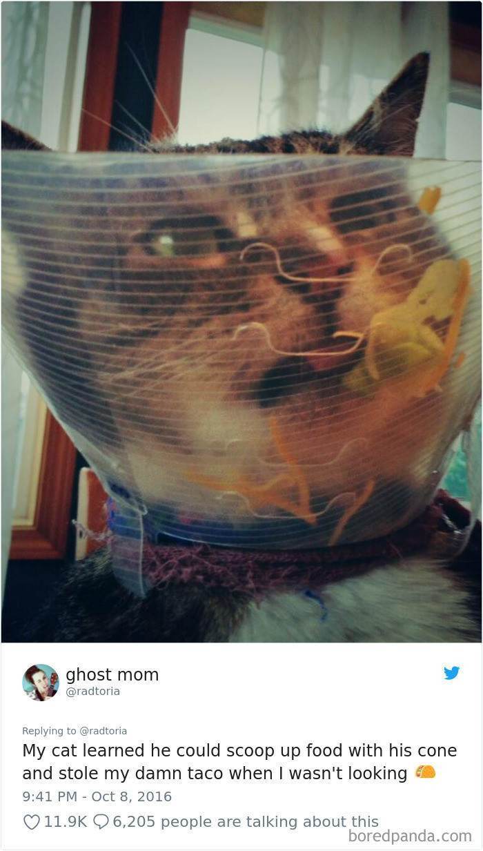 Such a Clever Little Kitty