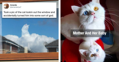 Hysterical Cats Who Are Just Funny Enough To Get You Through The Week