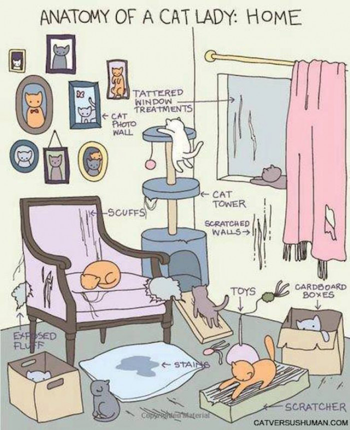 Welcome to a Cat Lady's House