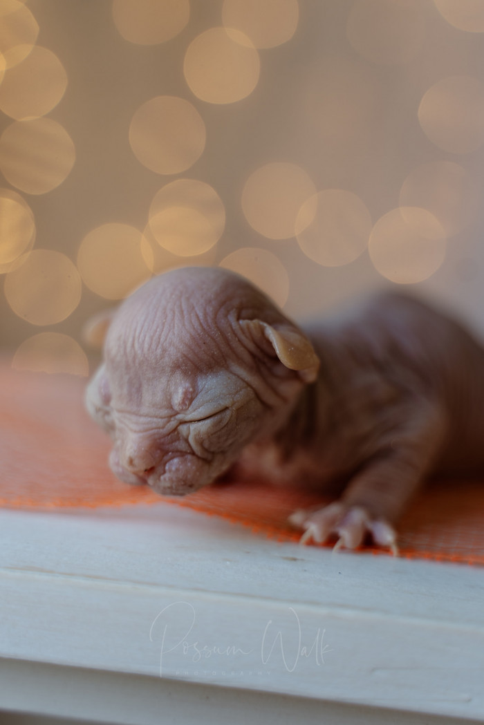 5. Kittens should stay with their mothers for a minimum of 12-14 weeks. NLCH's policy of 14-16 weeks is fantastic.