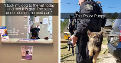 These Adorable Doggos Have Real Jobs And Deserve Your Appreciation