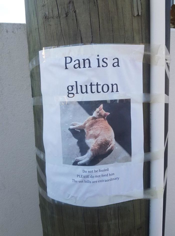 13. "This Cat Being Publicly Fat-Shamed"