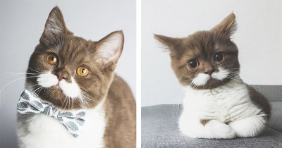 This Adorable Cat's Moustache Is Taking Over The Internet