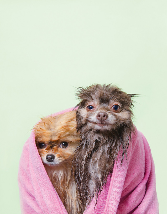 9. Pancake and Chelsea