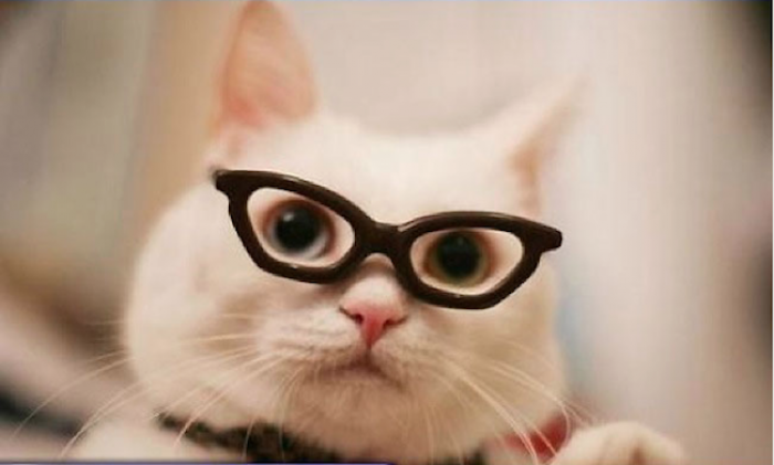 7. Cat eye glasses for the cat.