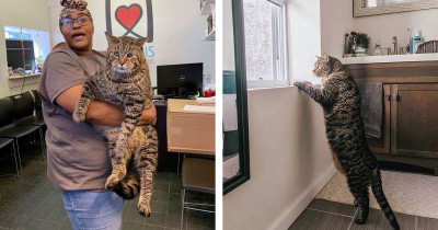 After the Internet Went Absolutely Crazy Over This Chonky Cat, He Finally Finds a Forever Home