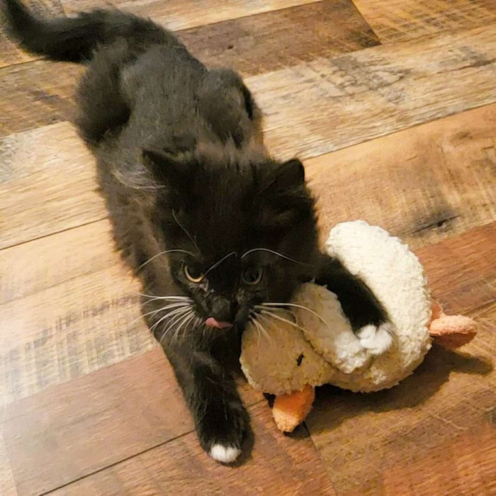 The next step in life for Weader was preparing for her senior year of college, no small task. She realized she couldn't get through all the stress without Salem by her side.