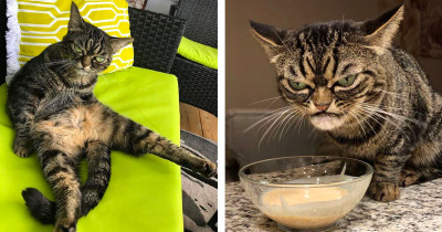 Grumpy Cat Named Kitzia Appears Constantly Disgusted By Everything And Everyone