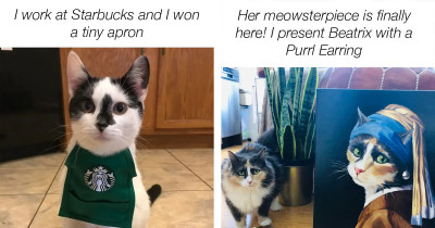 Here's a Compilation Post of All the Best Cat Moments Shared Recently