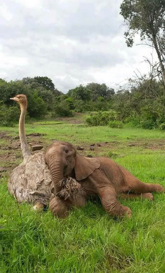 27. Baby Elephant And Ostrich's Friendship