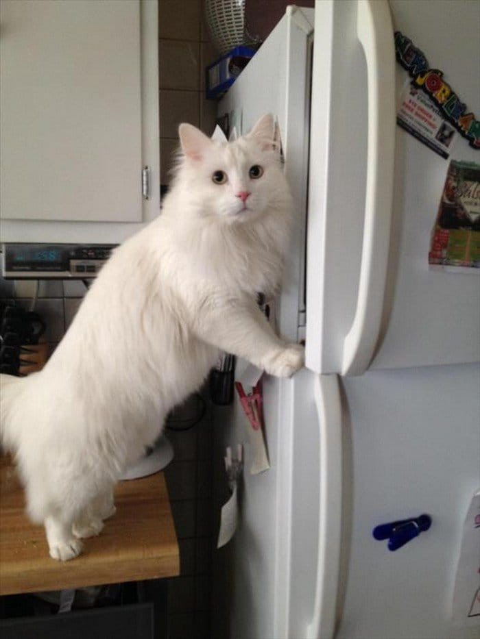 8. Just when he was about to open the fridge door completely.