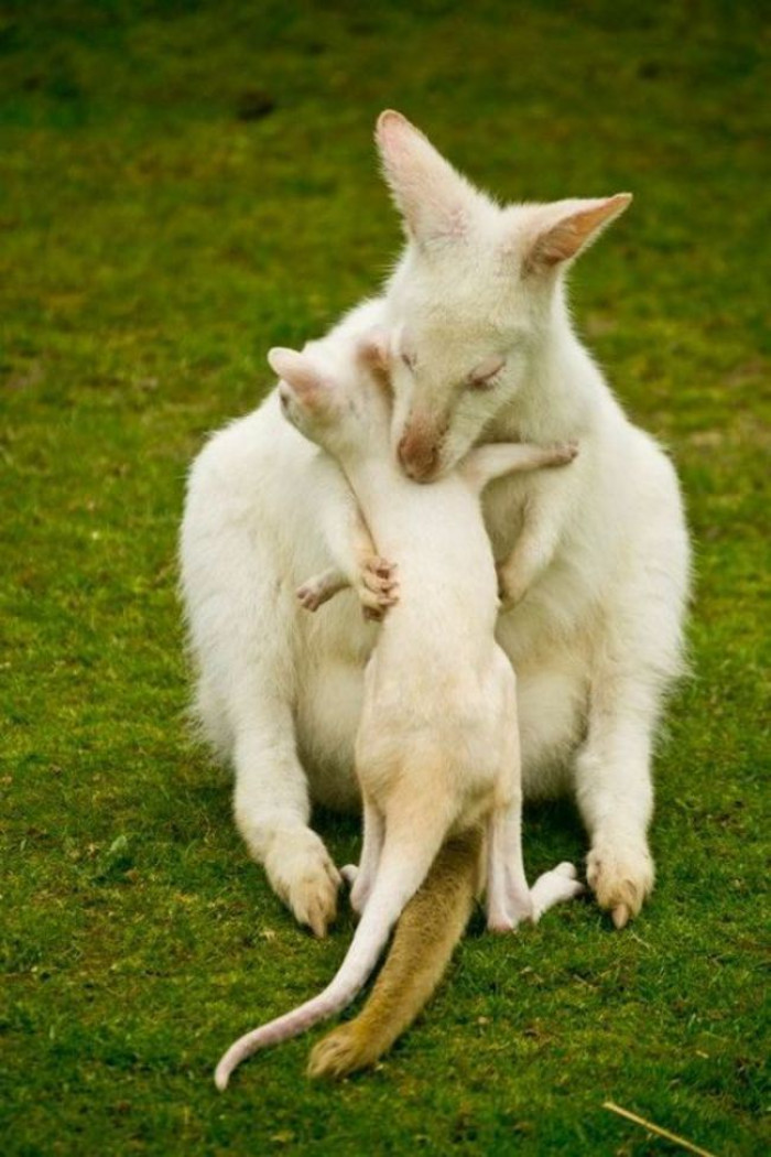 26. Albino Wallaby hugging its baby