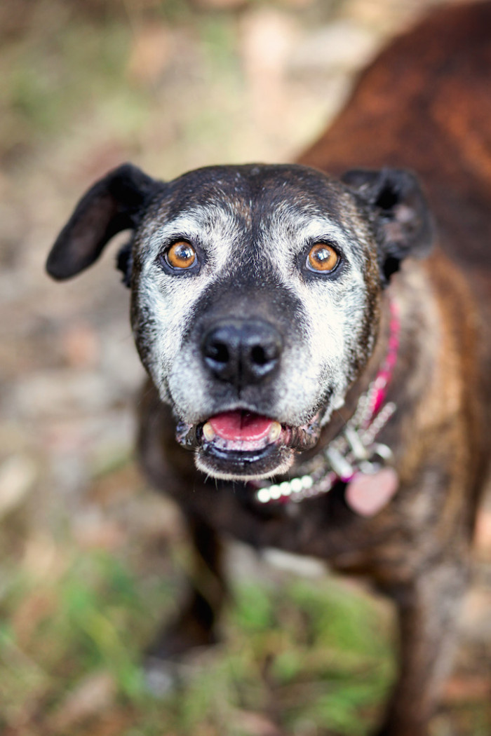 8. Fiona could barely walk when she arrived at the shelter, and the staff wheeled her around. Not long after being adopted, she regained her mobility.