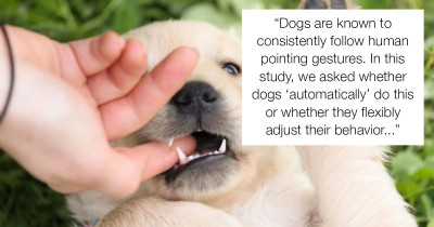 Science Confirms Dogs Can Sense If You're a Mean Person