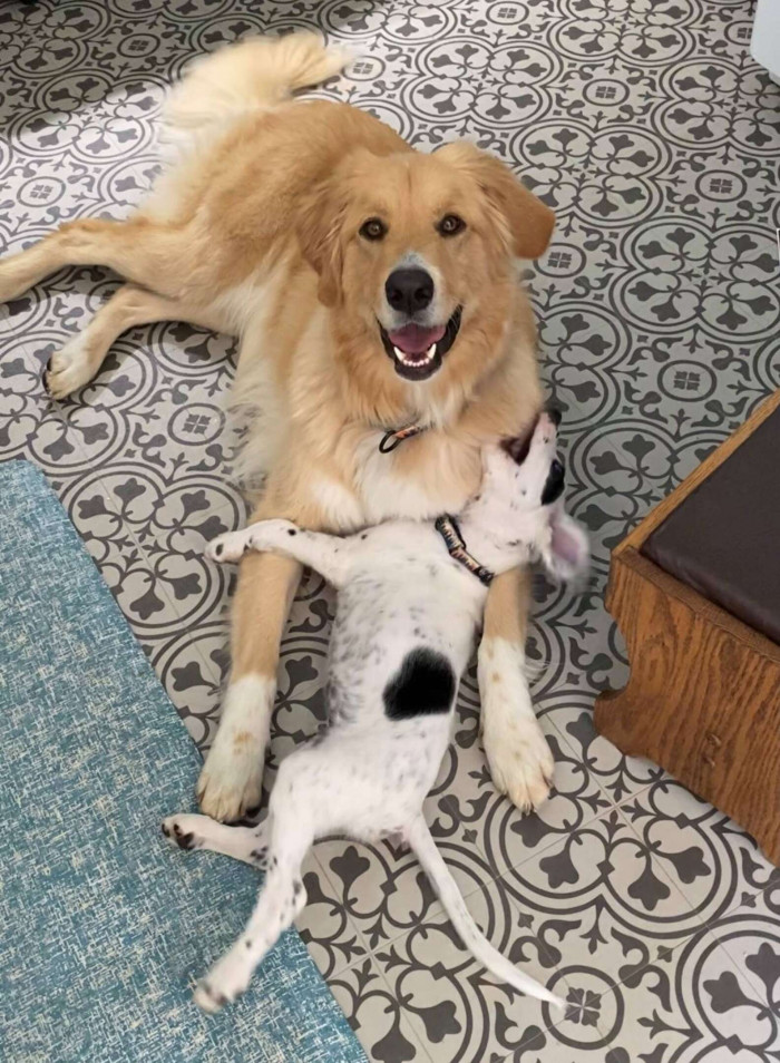 Golden Retriever nudges little brother toward calm behavior on the floor