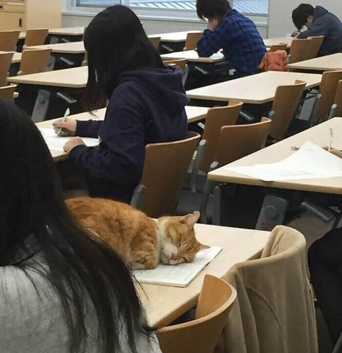 6. The lecture was so boring that Brisket fell asleep during it.
