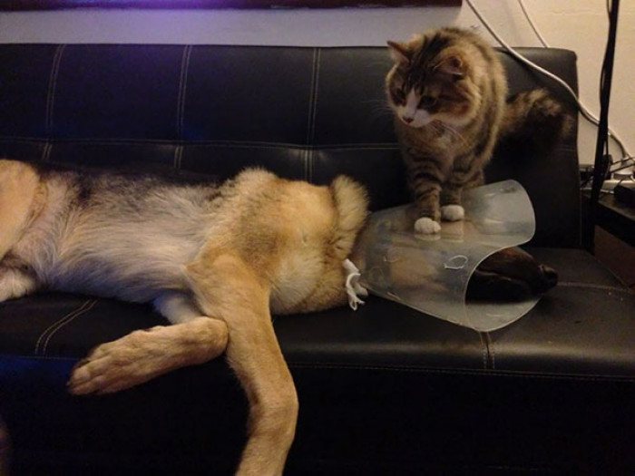 #14 Having A Cone Collar Fitted At The Vet Was Bad Enough, Then My Dog Had To Come Home To The Cat