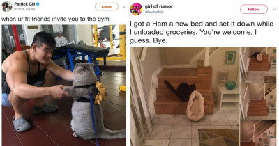 23 Funny Cats Photos To Make Your Day
