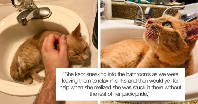 Adorable Cat Loves Sinks So Much That Her Owners Got Her A Sink Of Her Own