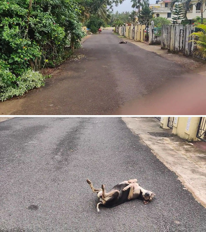 47. I found a big bug lying on the street.