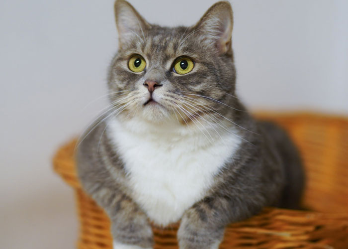 25. Cats can understand humans.