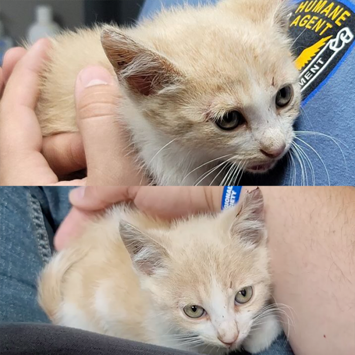The witness took Bravo home. Afterward, they reported the incident to the Fayette Regional Humane Society (FRHS), which came to their home to pick up the kitten.